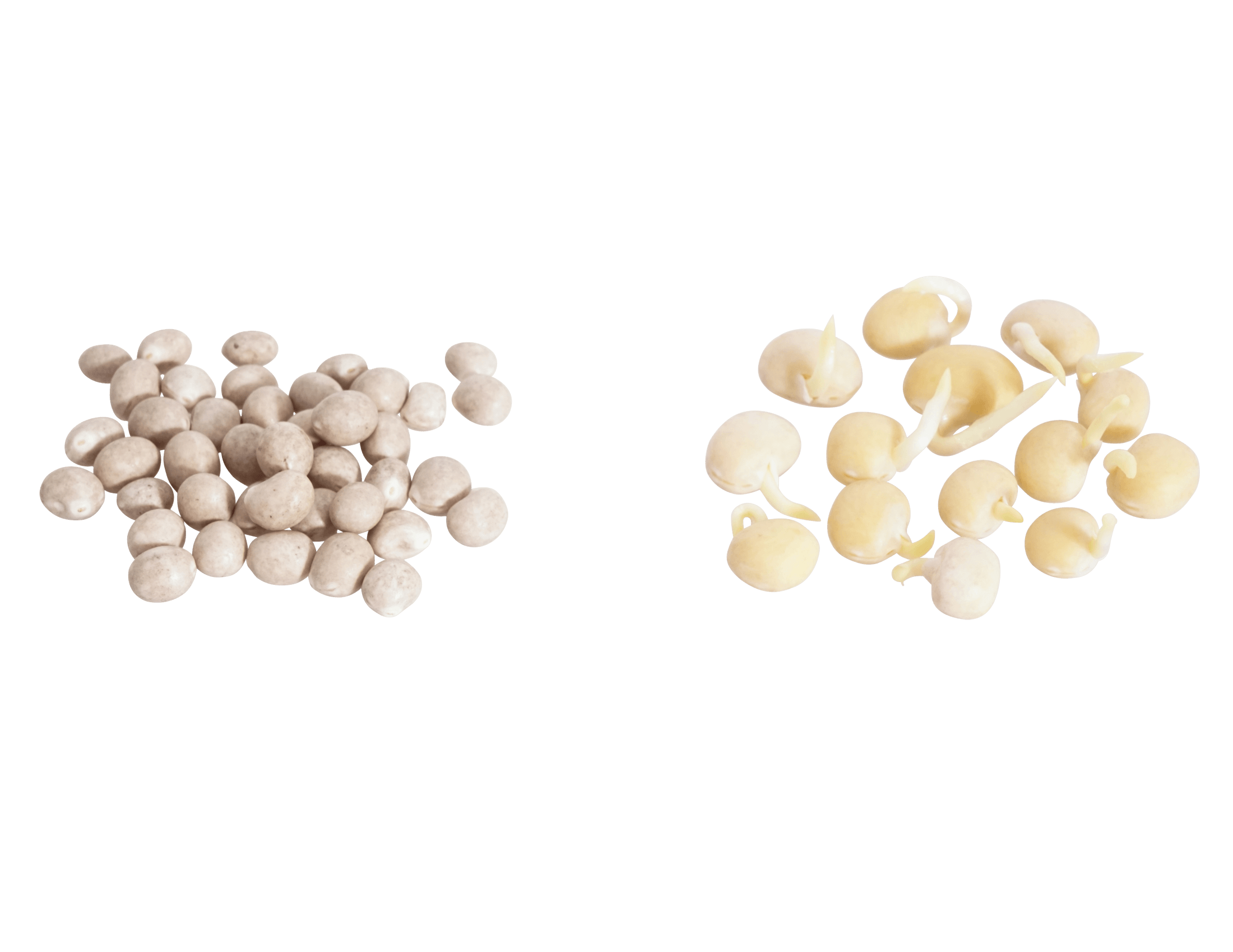 Süßlupinen Samen BIO keimfähig PURAVITA 2,5 kg